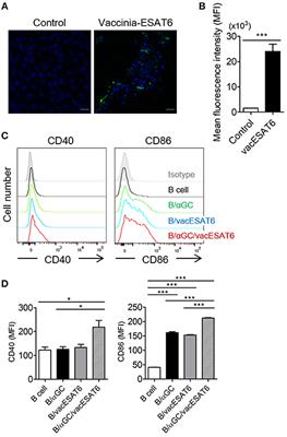 B Cell-Based Vaccine Transduced With ESAT6-Expressing Vaccinia Virus and Presenting α-Galactosylceramide Is a Novel Vaccine Candidate Against ESAT6-Expressing Mycobacterial Diseases